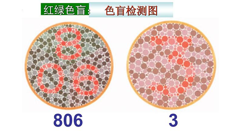 2.3 伴性遗传课件2021-2022学年高一下学期生物人教版必修207