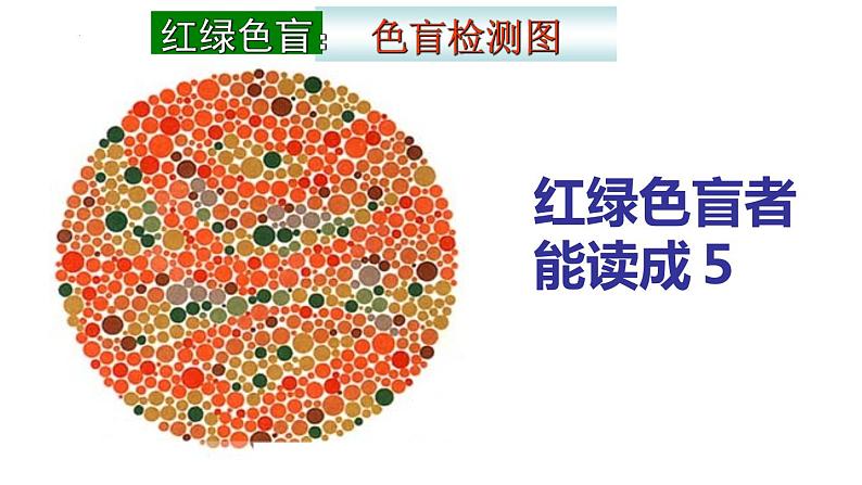 2.3 伴性遗传课件2021-2022学年高一下学期生物人教版必修208