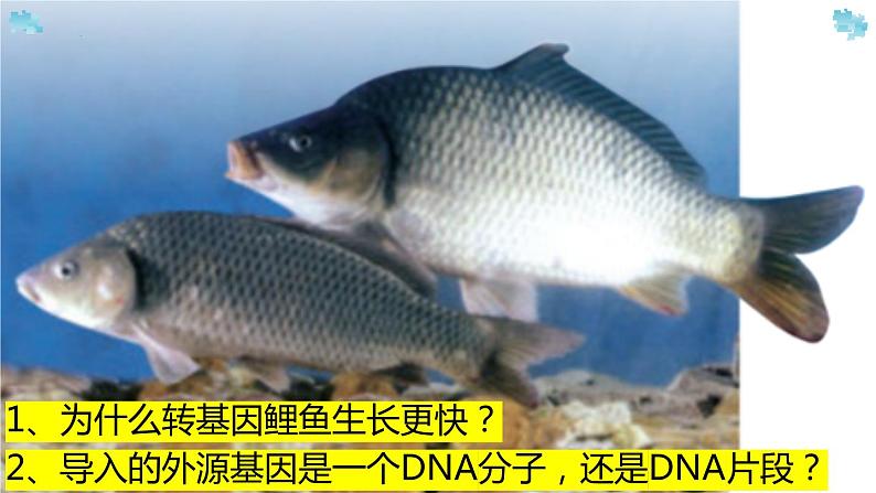 3.4基因通常是有遗传效应的dna片段课件2021-2022学年高一下学期生物人教版必修2第2页