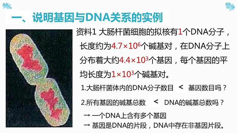 3.4基因通常是有遗传效应的dna片段课件2021-2022学年高一下学期生物人教版必修2第4页