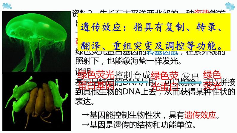 3.4基因通常是有遗传效应的dna片段课件2021-2022学年高一下学期生物人教版必修2第7页