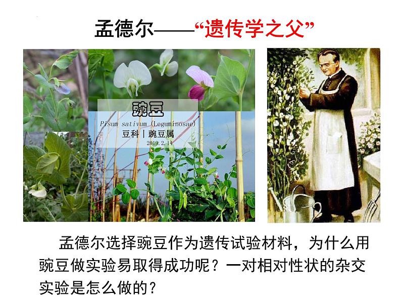 1.1孟德尔的豌豆杂交实验(一)课件-2022-2023学年高一下学期生物人教版(2019)必修2第4页
