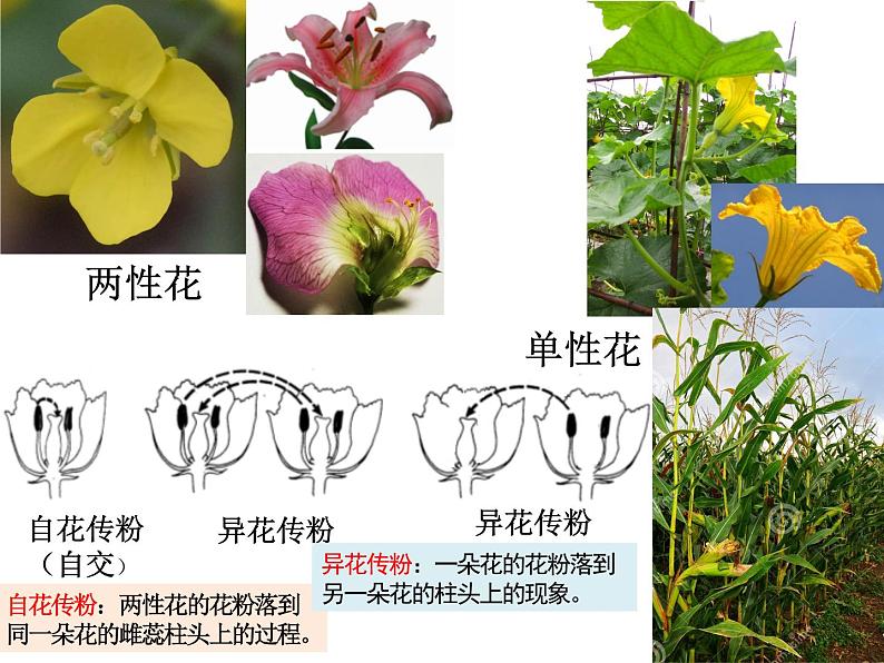 1.1孟德尔的豌豆杂交实验(一)课件-2022-2023学年高一下学期生物人教版(2019)必修2第5页
