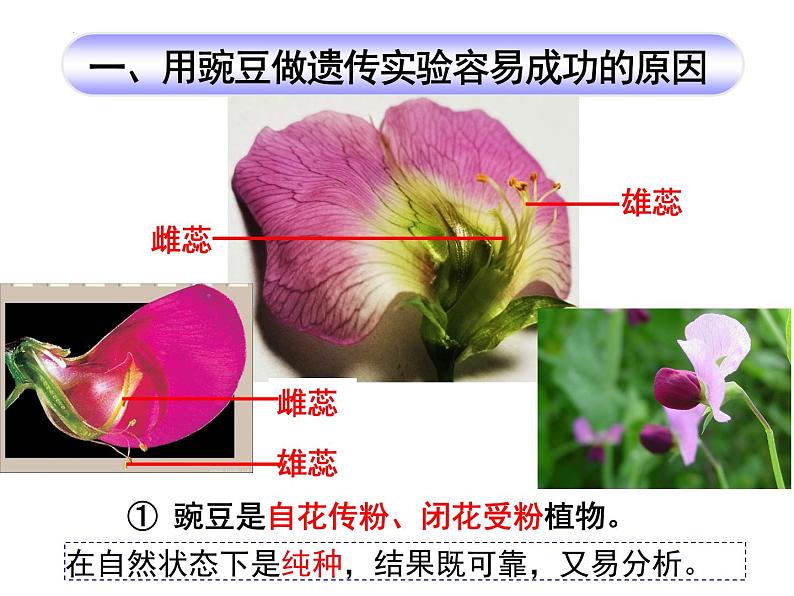 1.1孟德尔的豌豆杂交实验(一)课件-2022-2023学年高一下学期生物人教版(2019)必修2第6页