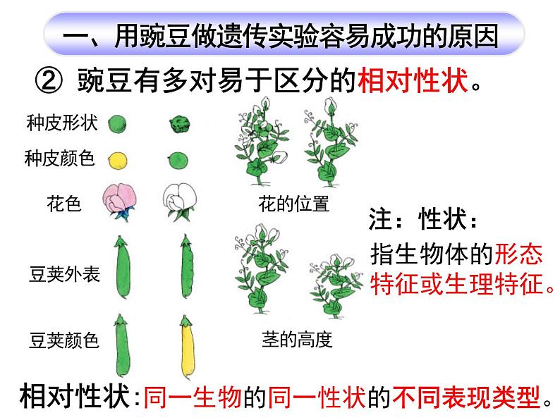 1.1孟德尔的豌豆杂交实验(一)课件-2022-2023学年高一下学期生物人教版(2019)必修2第8页