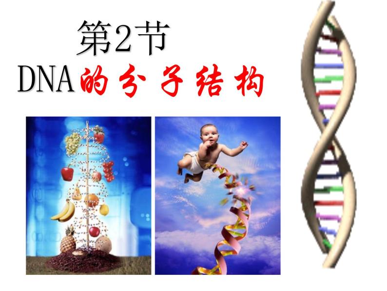 DNA的分子结构课件PPT02