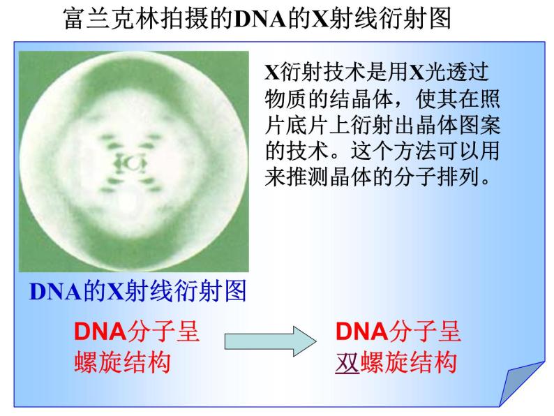 DNA的分子结构课件PPT07