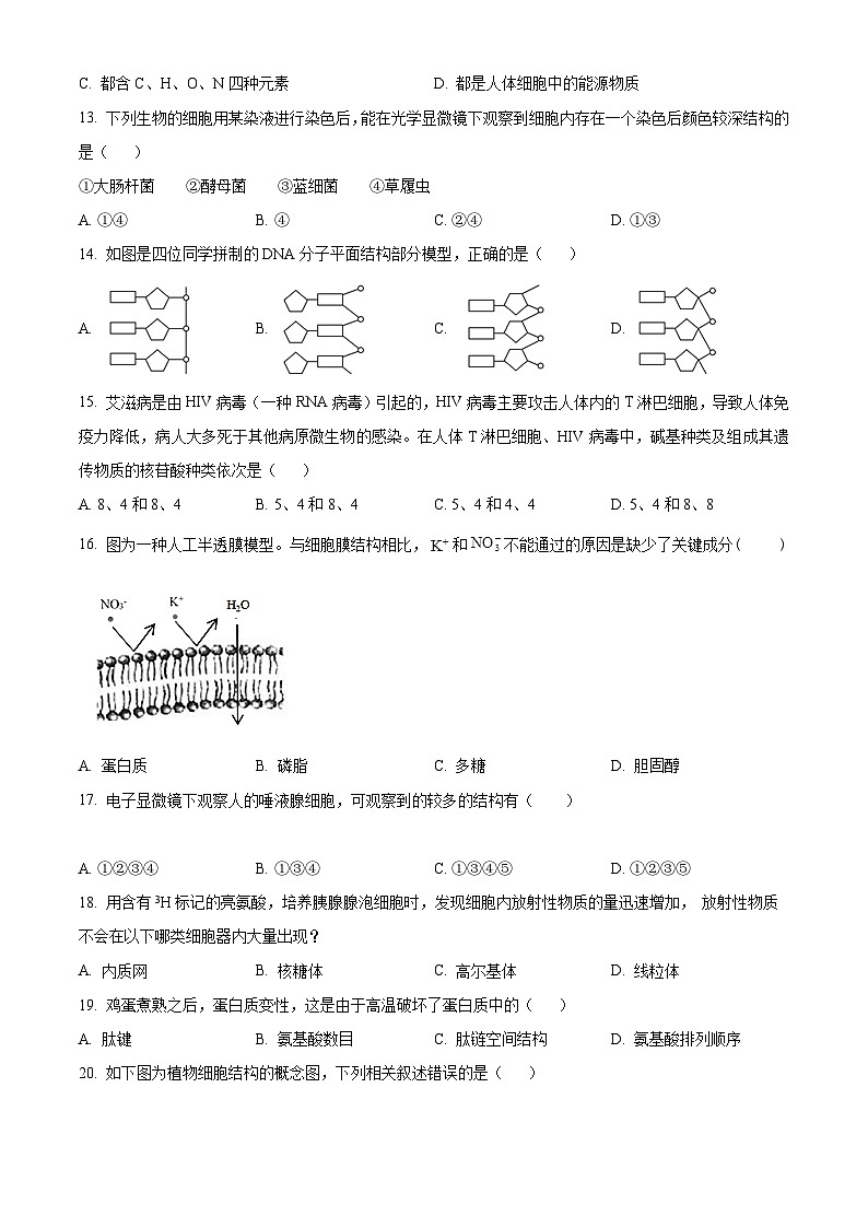 【期中真题】上海市某校高一上期中生物试题03