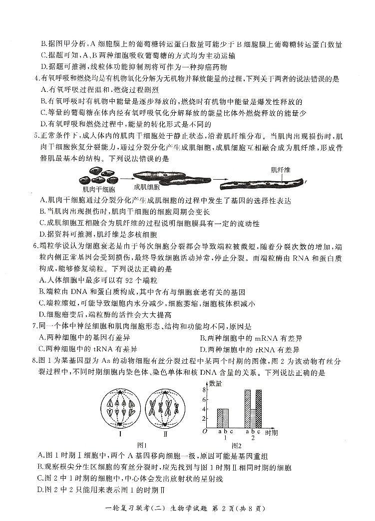 河南省豫北名校2024届高三毕业班一轮复习联考(二)生物 试卷02
