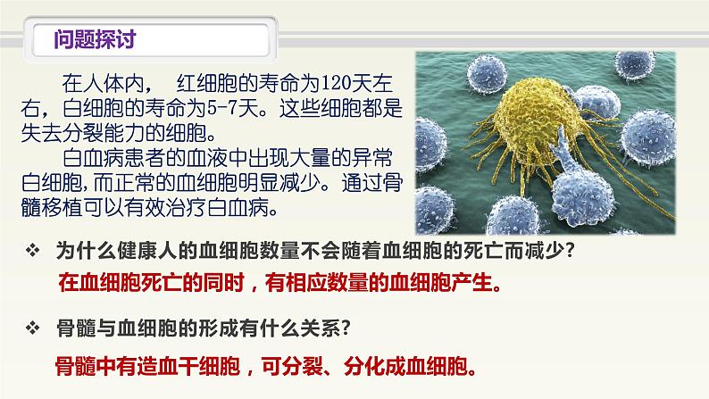 6.2《细胞的分化》课件高中生物人教版(2019)必修一第2页