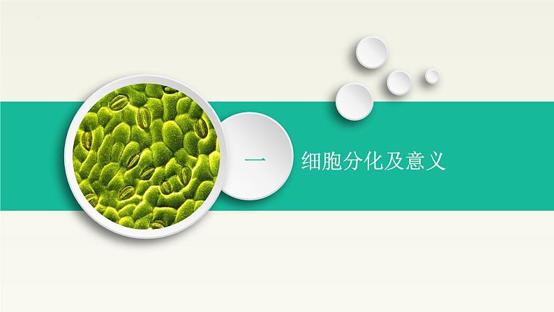 6.2《细胞的分化》课件高中生物人教版(2019)必修一第3页