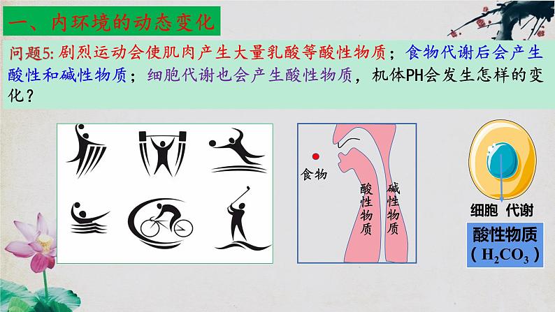 1.2+内环境的稳态-【探究课堂】2023-2024学年高二生物上学期同步优质课件(人教版2019选择性必修1)07