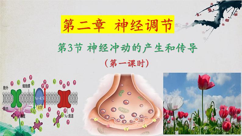 2.3+神经冲动的产生和传导(第一课时)-【探究课堂】2023-2024学年高二生物上学期同步优质课件(人教版2019选择性必修1)第1页