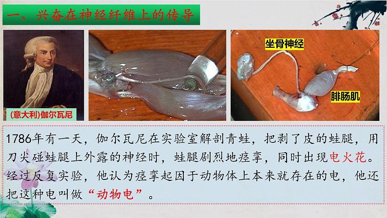 2.3+神经冲动的产生和传导(第一课时)-【探究课堂】2023-2024学年高二生物上学期同步优质课件(人教版2019选择性必修1)第6页