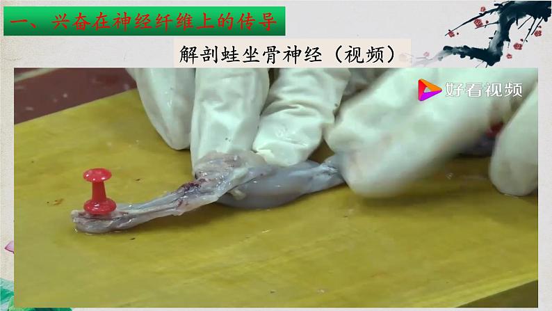 2.3+神经冲动的产生和传导(第一课时)-【探究课堂】2023-2024学年高二生物上学期同步优质课件(人教版2019选择性必修1)第7页