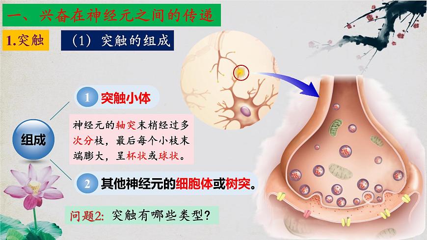 2.3+神經(jīng)沖動的產(chǎn)生和傳導(第二課時)-【探究課堂】2023-2024學年高二生物上學期同步優(yōu)質課件(人教版2019選擇性必修1)第6頁