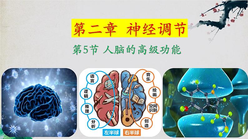 2.5+人脑的高级功能-【探究课堂】2023-2024学年高二生物上学期同步优质课件(人教版2019选择性必修1)01
