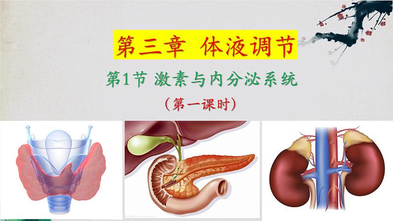 3.1+激素与内分泌系统(第一课时)-【探究课堂】2023-2024学年高二生物上学期同步优质课件(人教版2019选择性必修1)01