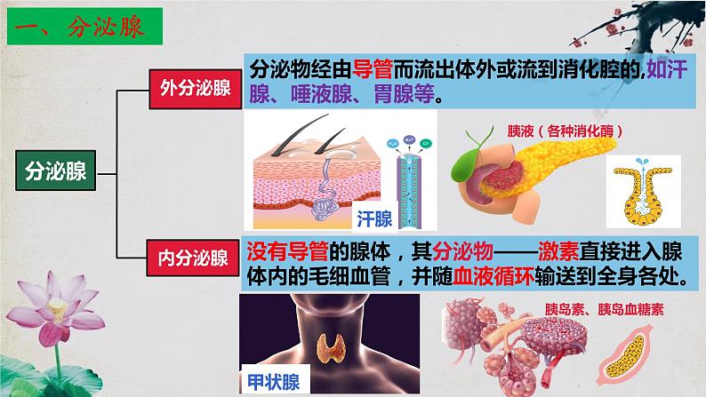 3.1+激素与内分泌系统(第一课时)-【探究课堂】2023-2024学年高二生物上学期同步优质课件(人教版2019选择性必修1)06