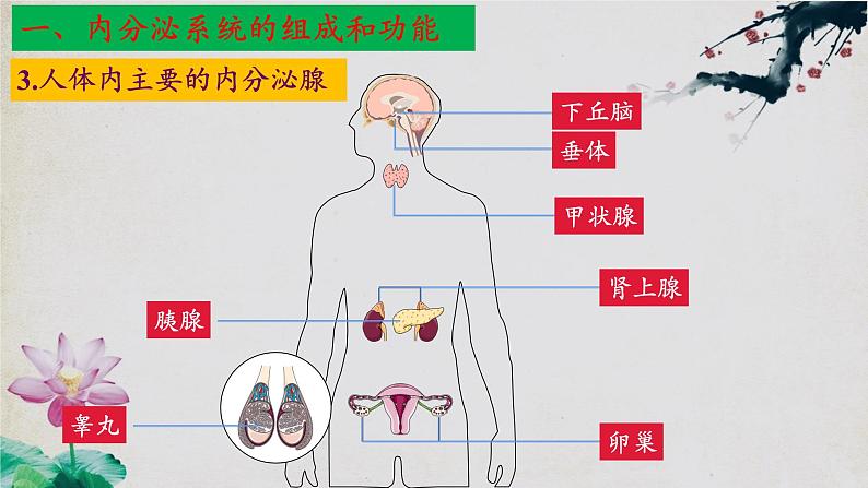 3.1+激素与内分泌系统(第二课时)-【探究课堂】2023-2024学年高二生物上学期同步优质课件(人教版2019选择性必修1)第7页