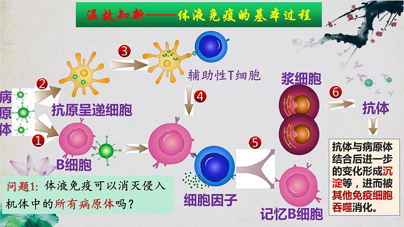 4.2+特异性免疫(第二课时)-【探究课堂】2023-2024学年高二生物上学期同步优质课件(人教版2019选择性必修1)第3页