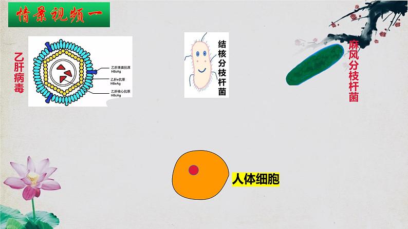 4.2+特异性免疫(第二课时)-【探究课堂】2023-2024学年高二生物上学期同步优质课件(人教版2019选择性必修1)第5页