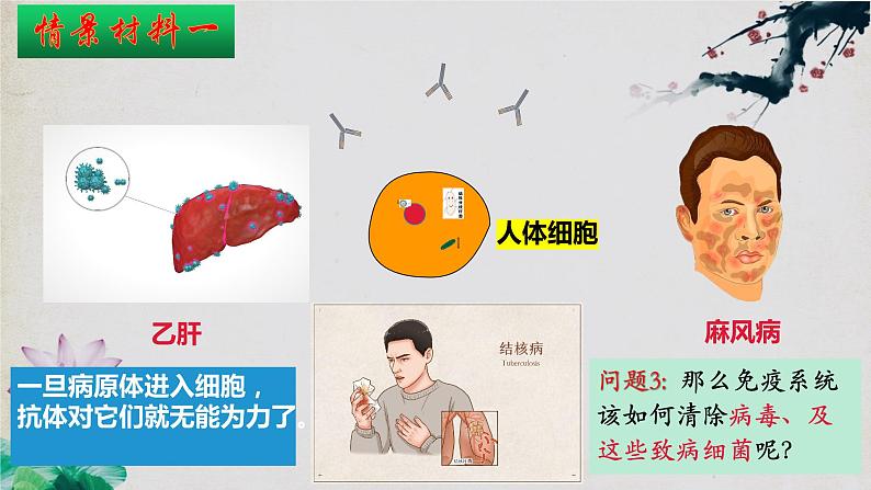 4.2+特异性免疫(第二课时)-【探究课堂】2023-2024学年高二生物上学期同步优质课件(人教版2019选择性必修1)第8页