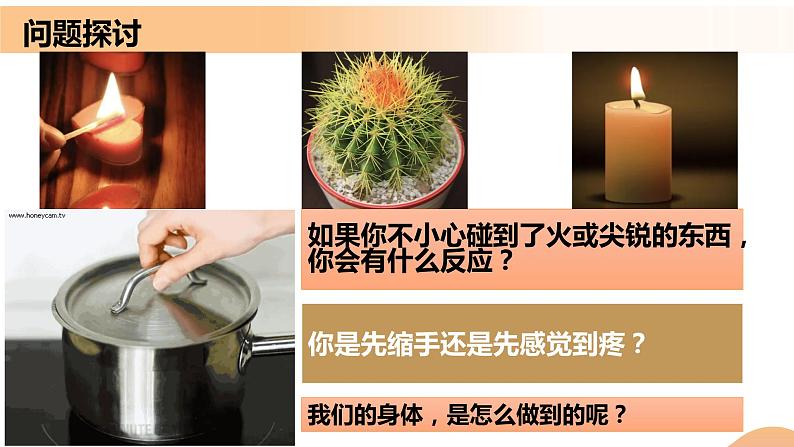 2.2+神经调节的基本方式(课件+教案+导学案+练习)-高二生物同步备课系列(人教版2019选择性必修1)01