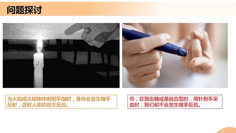 2.4+神经系统的分级调节(课件+教案+导学案+练习)-高二生物同步备课系列(人教版2019选择性必修1)01
