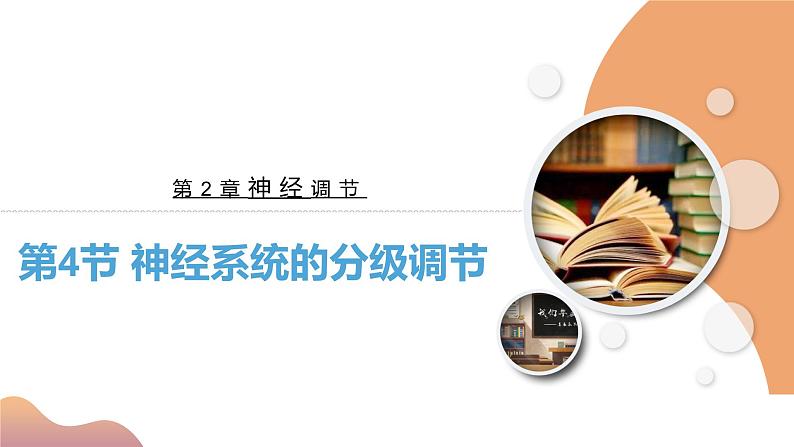 2.4+神经系统的分级调节(课件+教案+导学案+练习)-高二生物同步备课系列(人教版2019选择性必修1)03