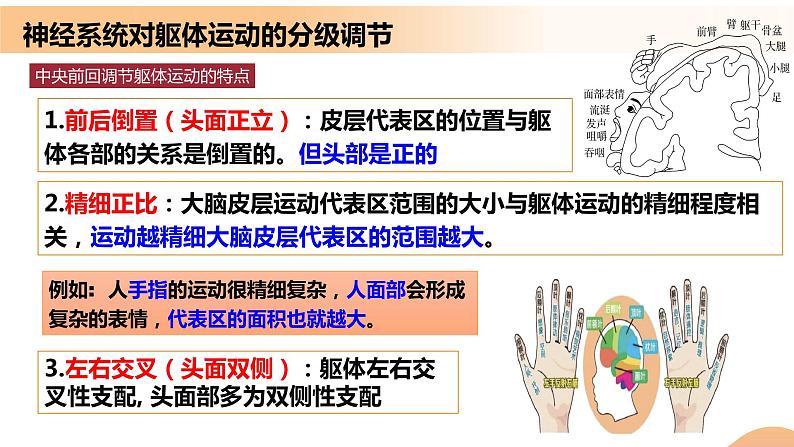 2.4+神经系统的分级调节(课件+教案+导学案+练习)-高二生物同步备课系列(人教版2019选择性必修1)08