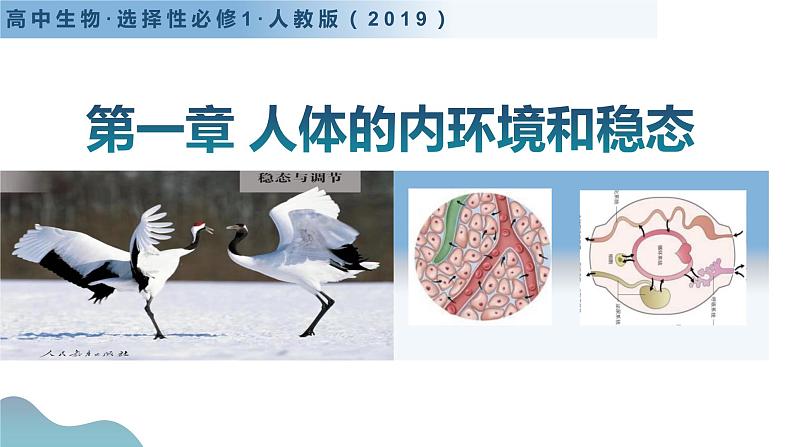 第一章+人体的内环境与稳态(单元复习课件+单元解读课件+单元知识清单+单元测试)-高二生物同步备课系列(人教版2019选择性必修1)01