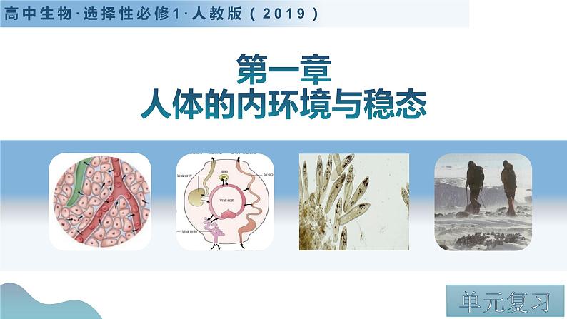 第一章+人体的内环境与稳态(单元复习课件+单元解读课件+单元知识清单+单元测试)-高二生物同步备课系列(人教版2019选择性必修1)03