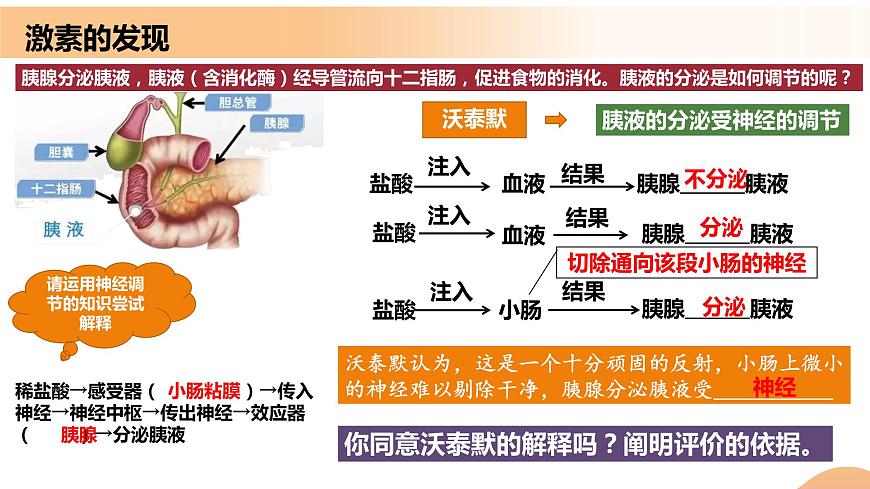 3.1+激素與內(nèi)分泌系統(tǒng)(教學課件)-高二生物同步備課系列(人教版2019選擇性必修1)第6頁