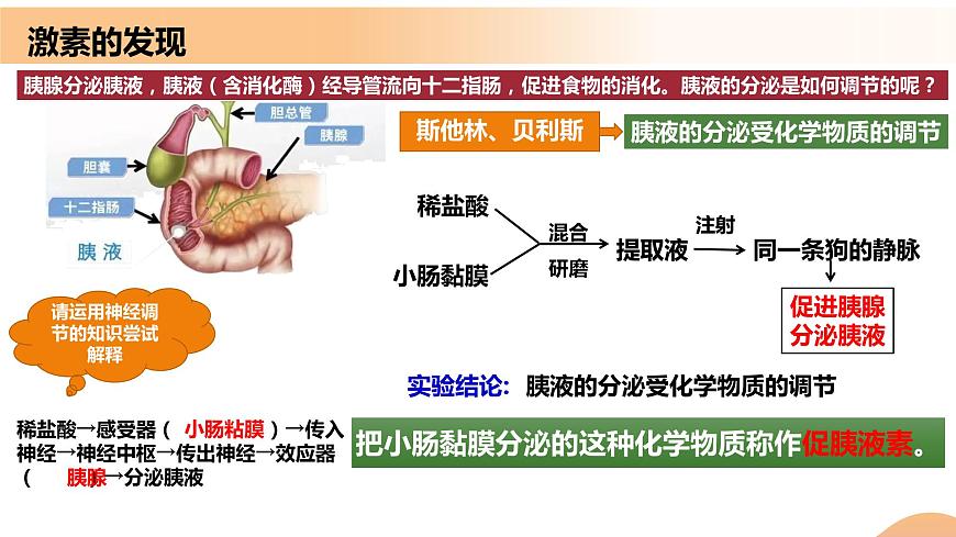 3.1+激素與內(nèi)分泌系統(tǒng)(教學課件)-高二生物同步備課系列(人教版2019選擇性必修1)第7頁