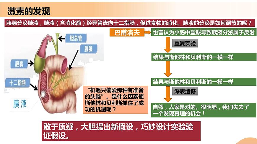 3.1+激素與內(nèi)分泌系統(tǒng)(教學課件)-高二生物同步備課系列(人教版2019選擇性必修1)第8頁