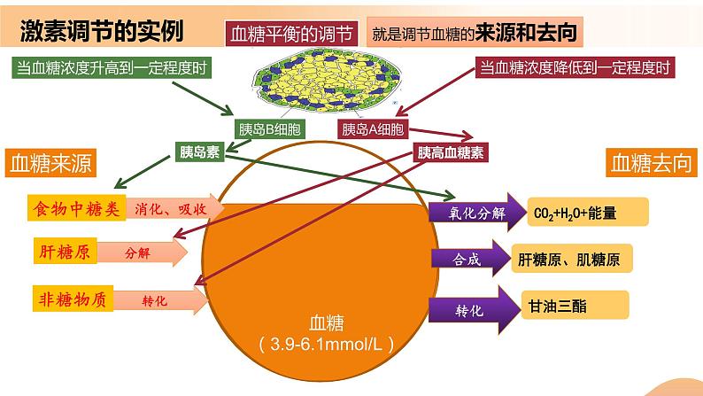 3.2+激素调节的过程(课件+教案+导学案+练习)-高二生物同步备课系列(人教版2019选择性必修1)08