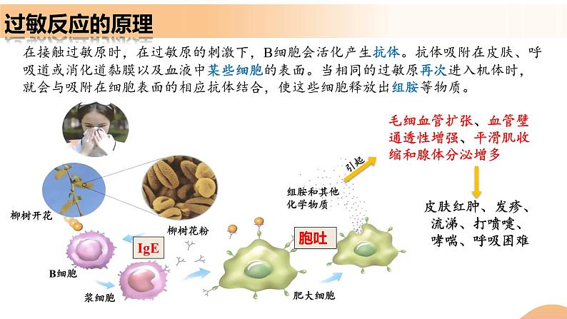 4.3+免疫失调(教学课件)-高二生物同步备课系列(人教版2019选择性必修1)第8页