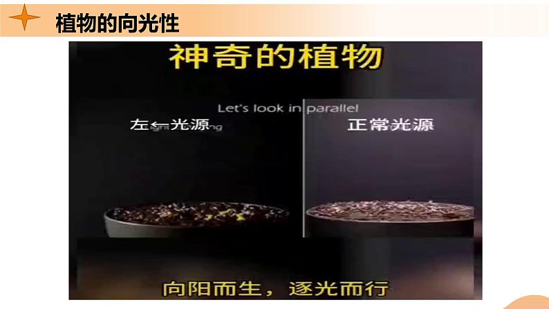 5.1+植物生长素(课件+教案+导学案+练习)-高二生物同步备课系列(人教版2019选择性必修1)01