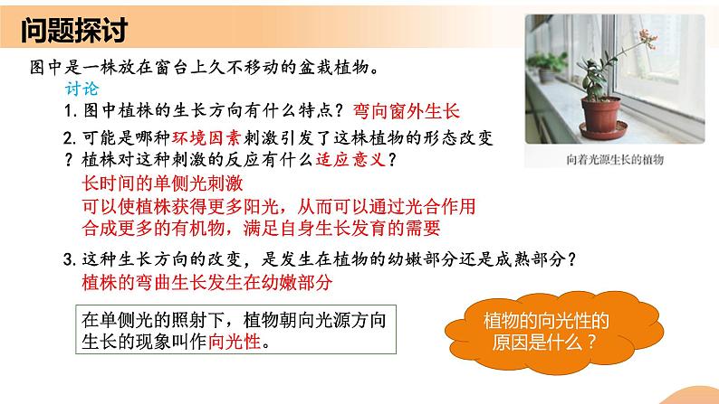 5.1+植物生长素(课件+教案+导学案+练习)-高二生物同步备课系列(人教版2019选择性必修1)04