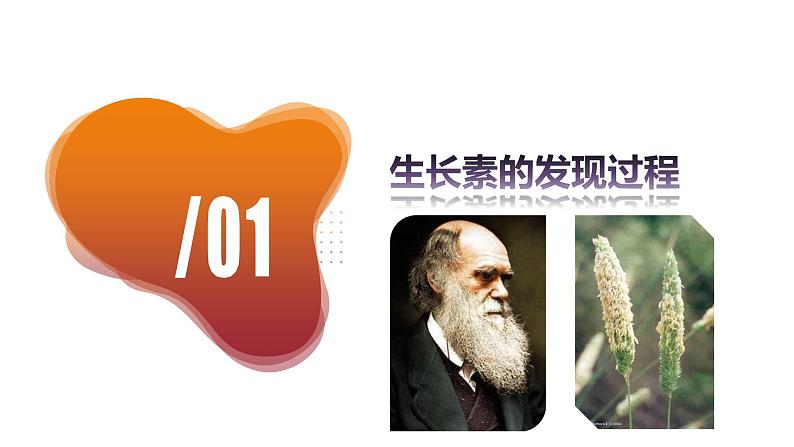 5.1+植物生长素(课件+教案+导学案+练习)-高二生物同步备课系列(人教版2019选择性必修1)05