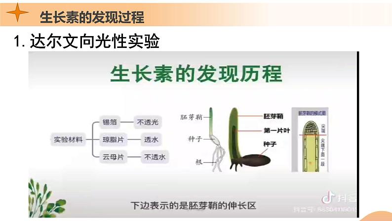 5.1+植物生长素(课件+教案+导学案+练习)-高二生物同步备课系列(人教版2019选择性必修1)07