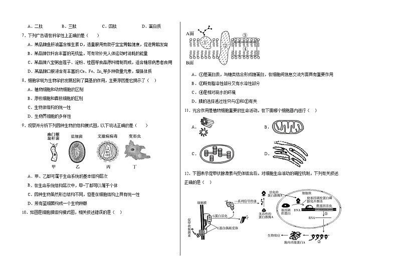 黑龙江省哈尔滨市第三十二中学校2023-2024学年高三上学期11月期中生物试题02