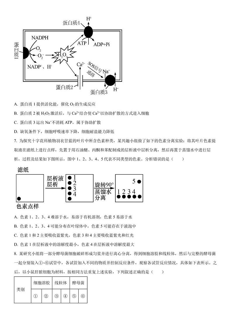 2023-2024学年江苏高邮高三期初学情调研测试 生物试题(含答案)03
