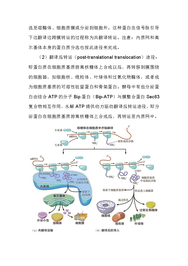 备课素材:蛋白质的分选机制- 高中生物人教版必修103