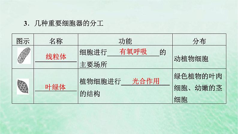 新教材适用2023_2024学年高中生物第3章细胞的基本结构第2节细胞器之间的分工合作第1课时细胞器之间的分工课件新人教版必修1第7页