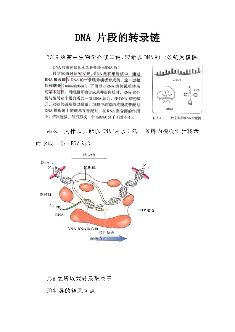 备课素材:DNA 片段的转录链 高中生物人教版必修201