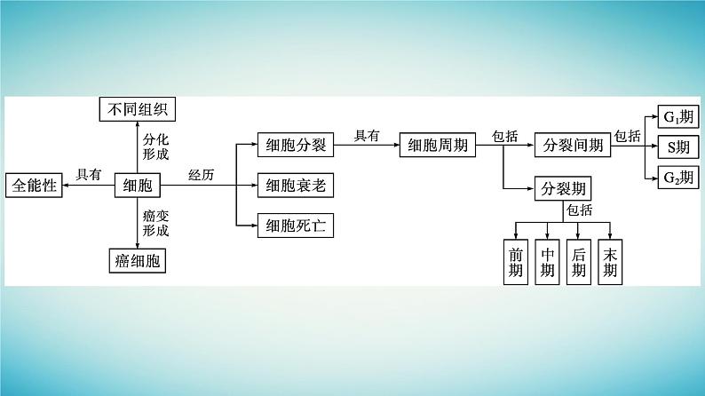广西专版2023_2024学年新教材高中生物第4章细胞的生命历程章末核心素养整合课件浙科版必修104