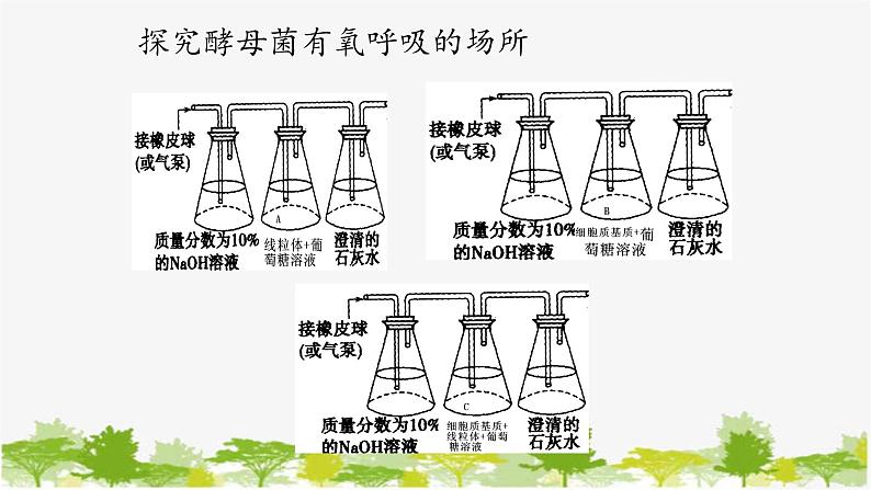 高中生物学人教版(2019)必修1 第5章 细胞呼吸的原理和应用课件第8页