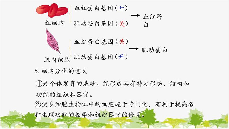 高中生物学人教版(2019)必修1 第6章 细胞的分化课件05